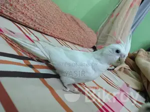 Albino Breeding Female Cockatiel