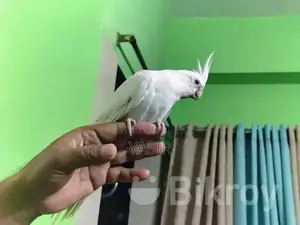 Albino Breeding Female Cockatiel