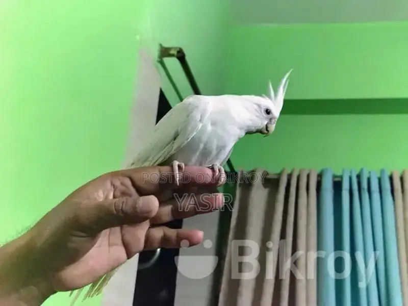 Albino Breeding Female Cockatiel