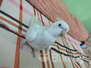 Albino Breeding Female Cockatiel