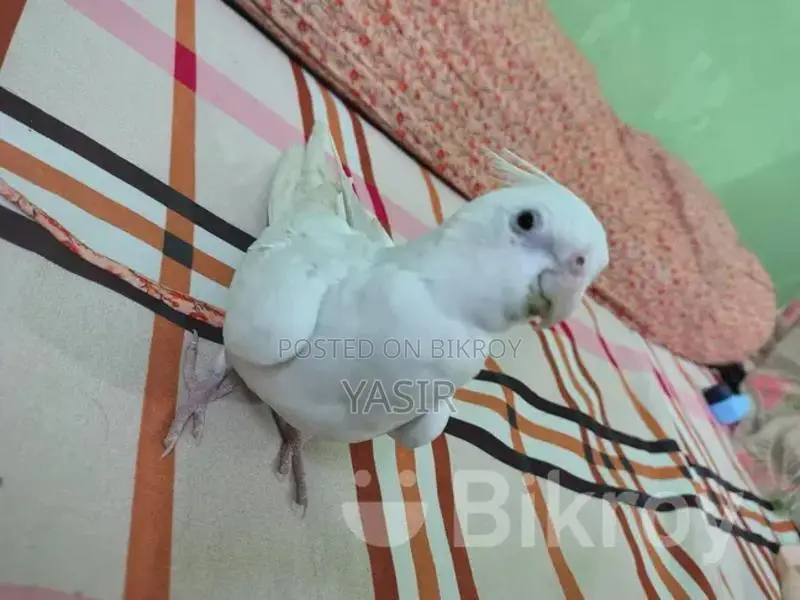 Albino Breeding Female Cockatiel