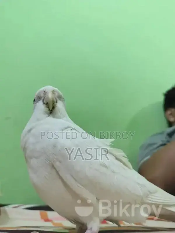 Albino Breeding Female Cockatiel