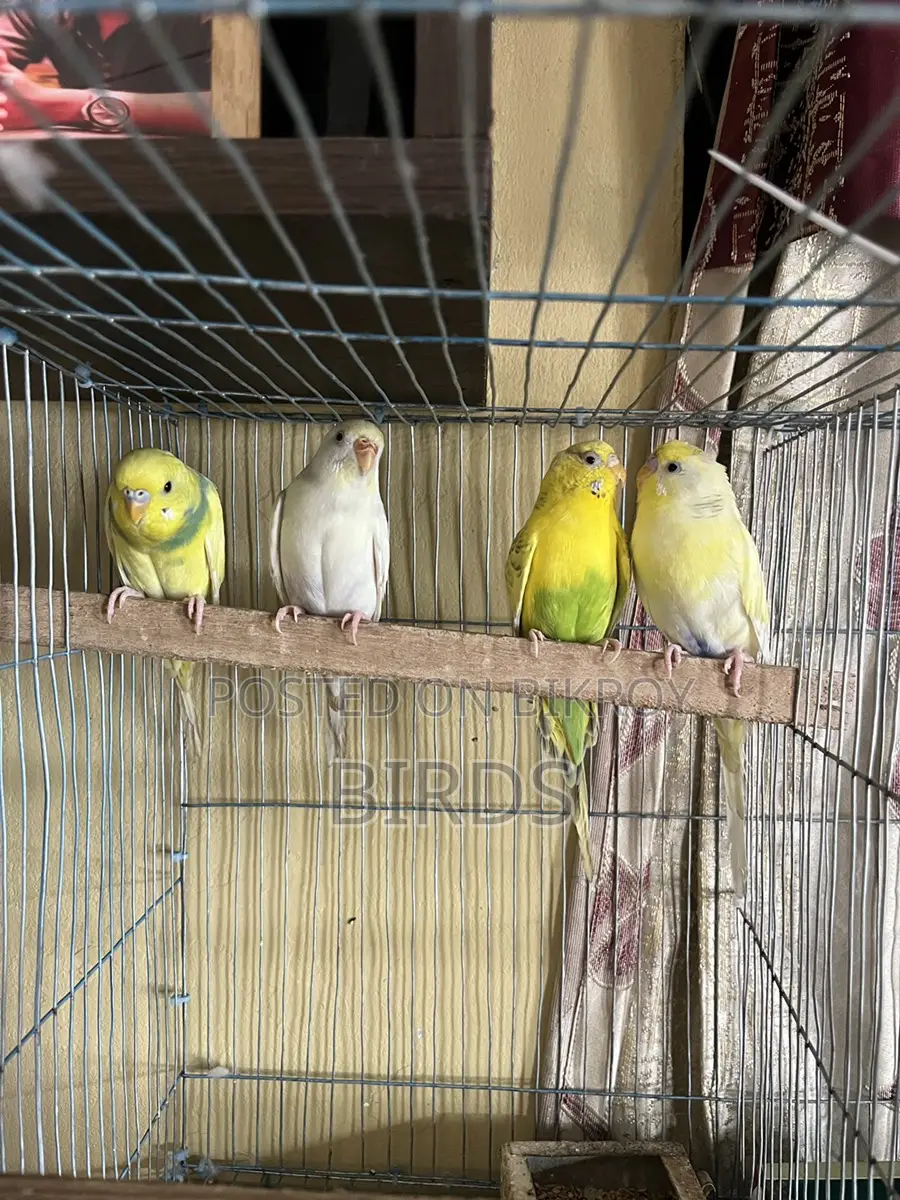 Budgerigar For Sell