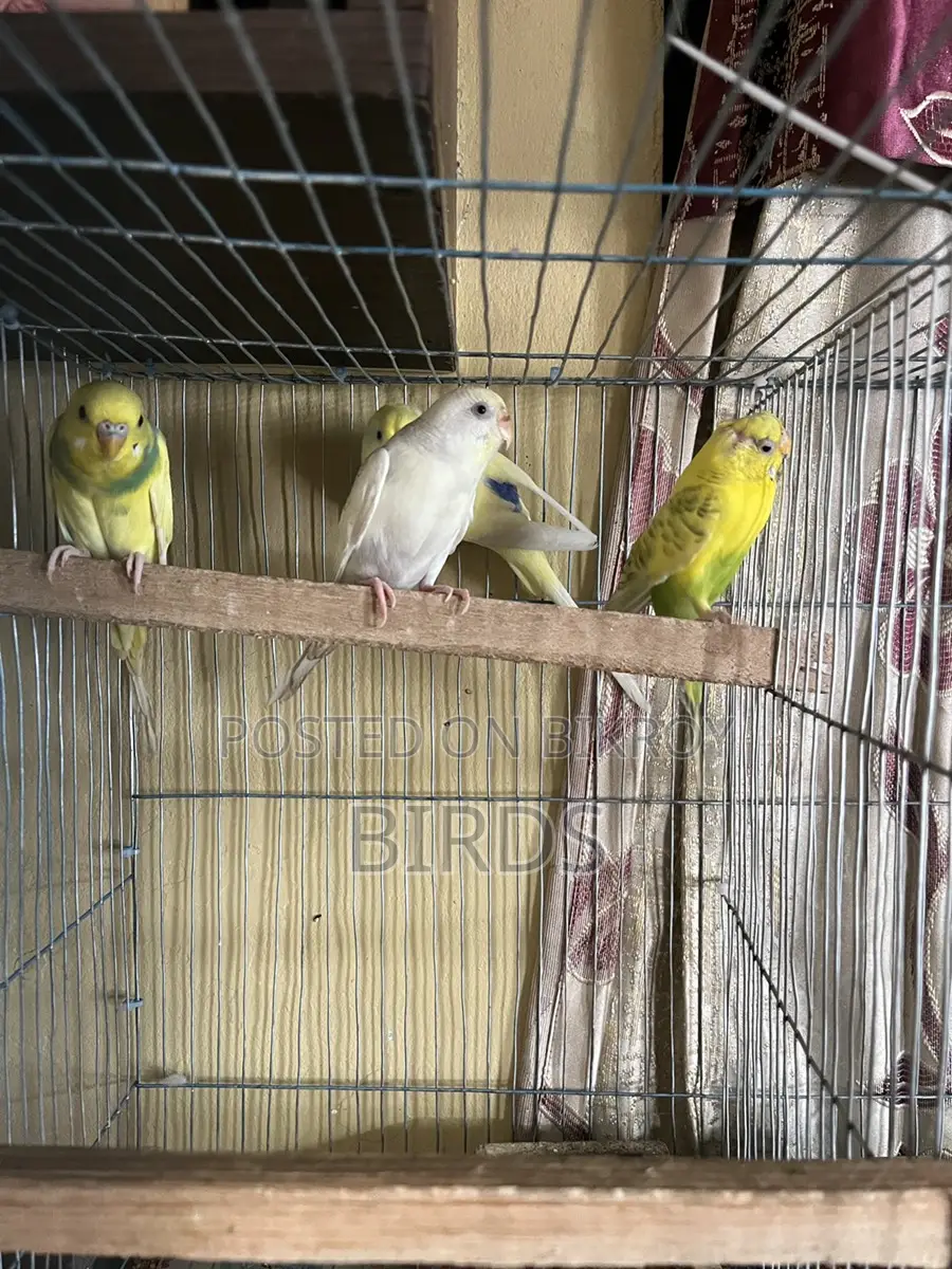Budgerigar For Sell