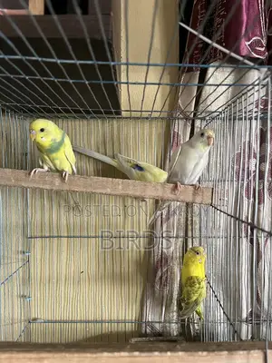 Budgerigar For Sell