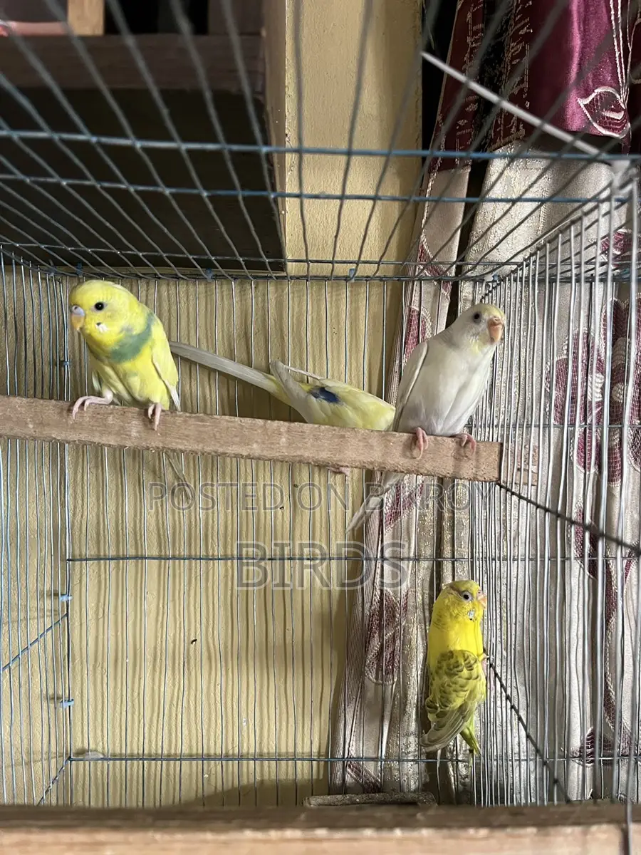 Budgerigar For Sell