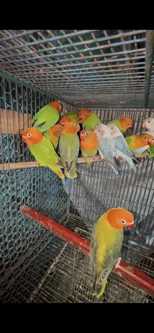 নিউ এডাল লাভ বার্ডস
