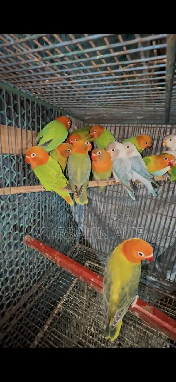 নিউ এডাল লাভ বার্ডস