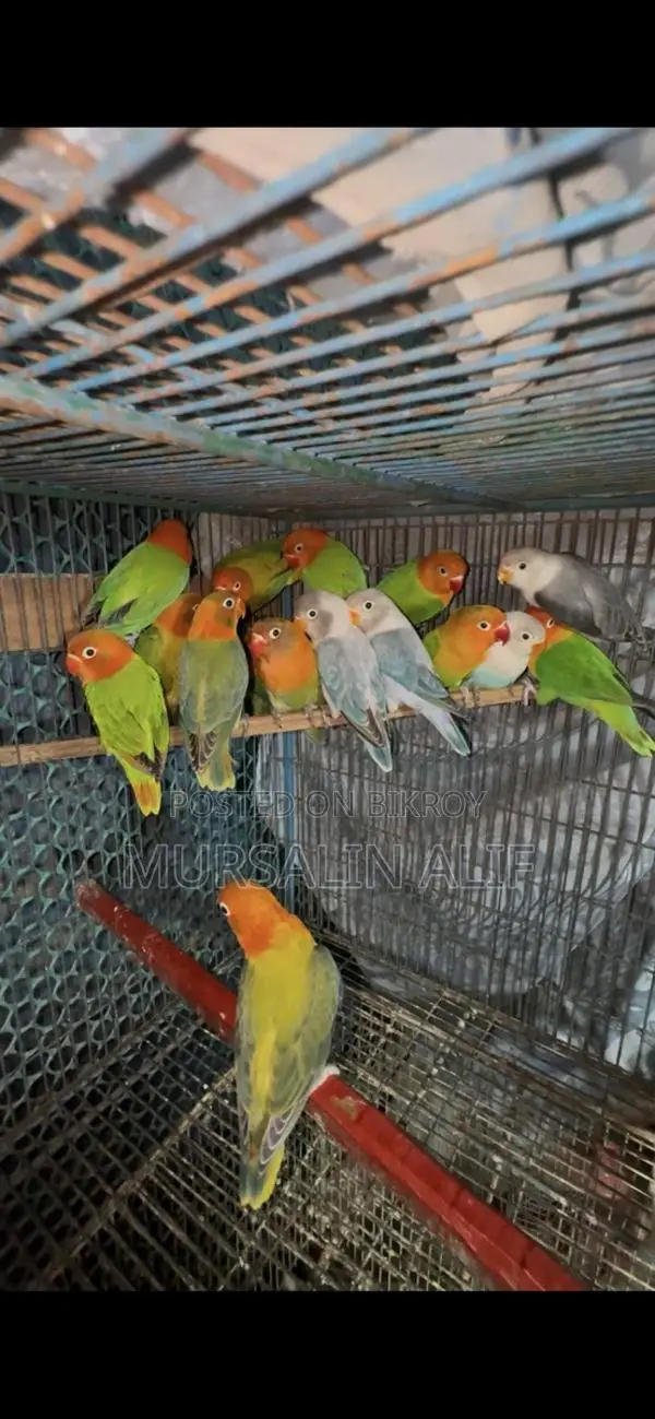 নিউ এডাল লাভ বার্ডস