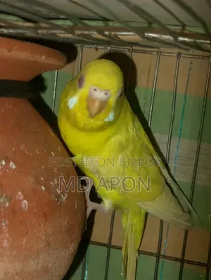 একজোড়া বাজিগার পাখি বিক্রি করা হবে