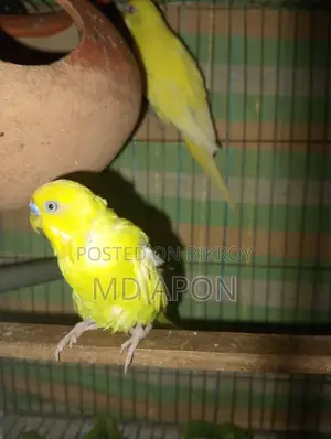 একজোড়া বাজিগার পাখি বিক্রি করা হবে