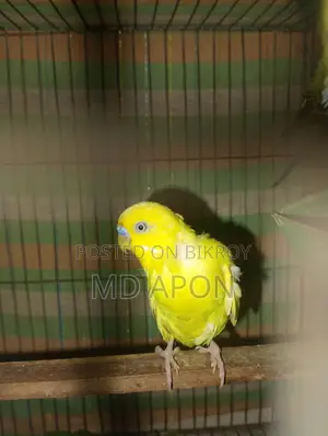একজোড়া বাজিগার পাখি বিক্রি করা হবে