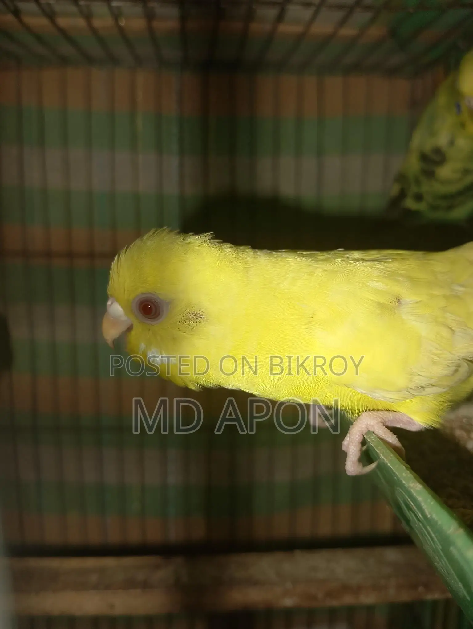 একজোড়া বাজিগার পাখি বিক্রি করা হবে