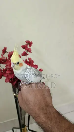 Tame Cocatail