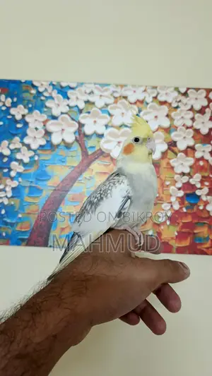 Tame Cocatail