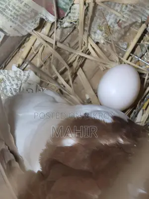রানিং লাল শিরাজী কবুতর, পল্টন
