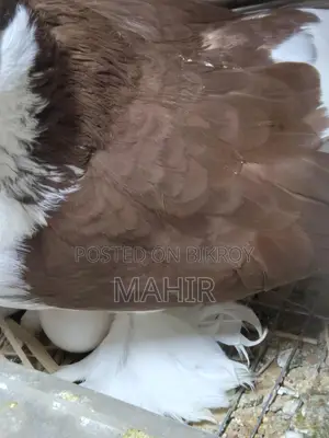 Running Red Shiraji Pigeon, Paltan