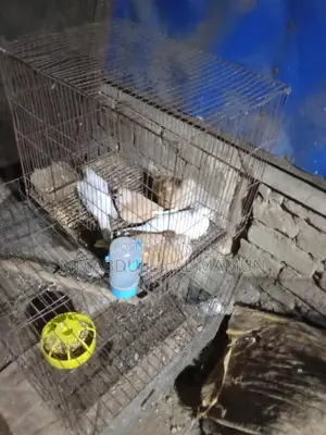 Urgent Sale: Pigeons