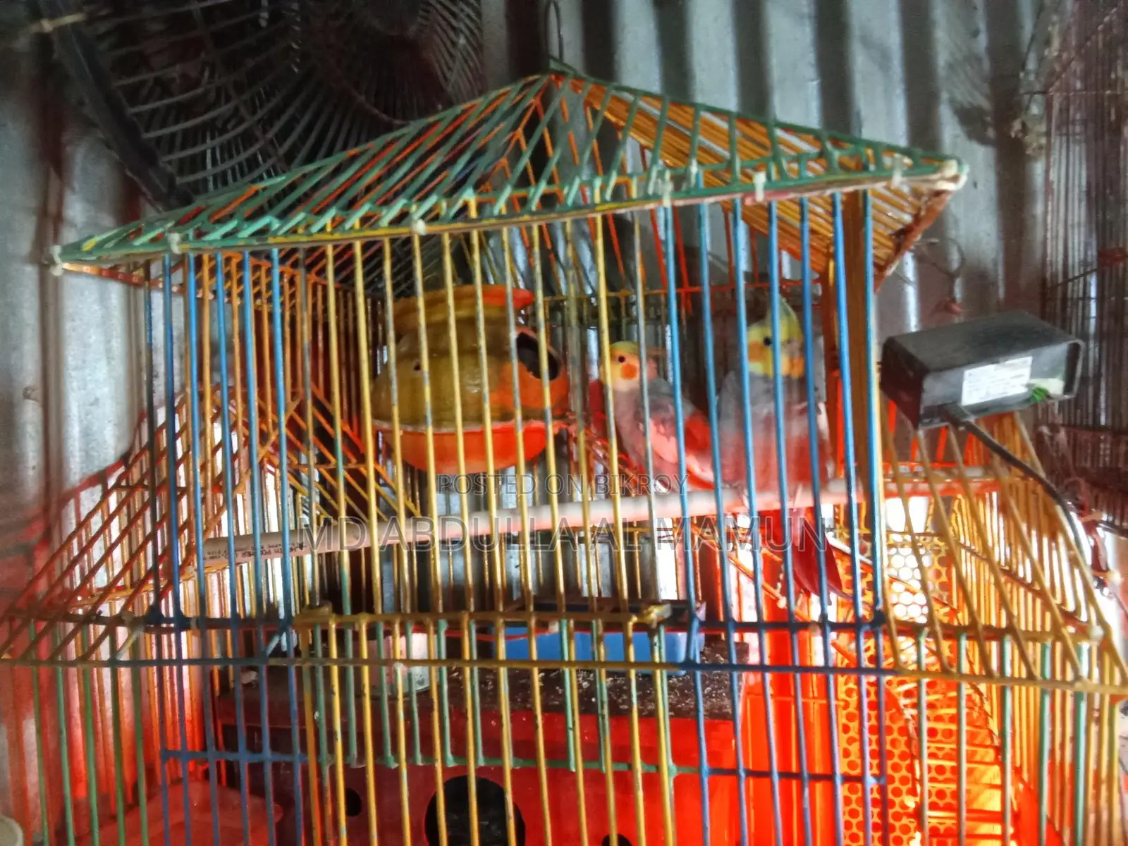 Urgent Sale: Pigeons