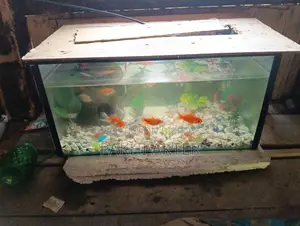 Aquarium Fish for Sale