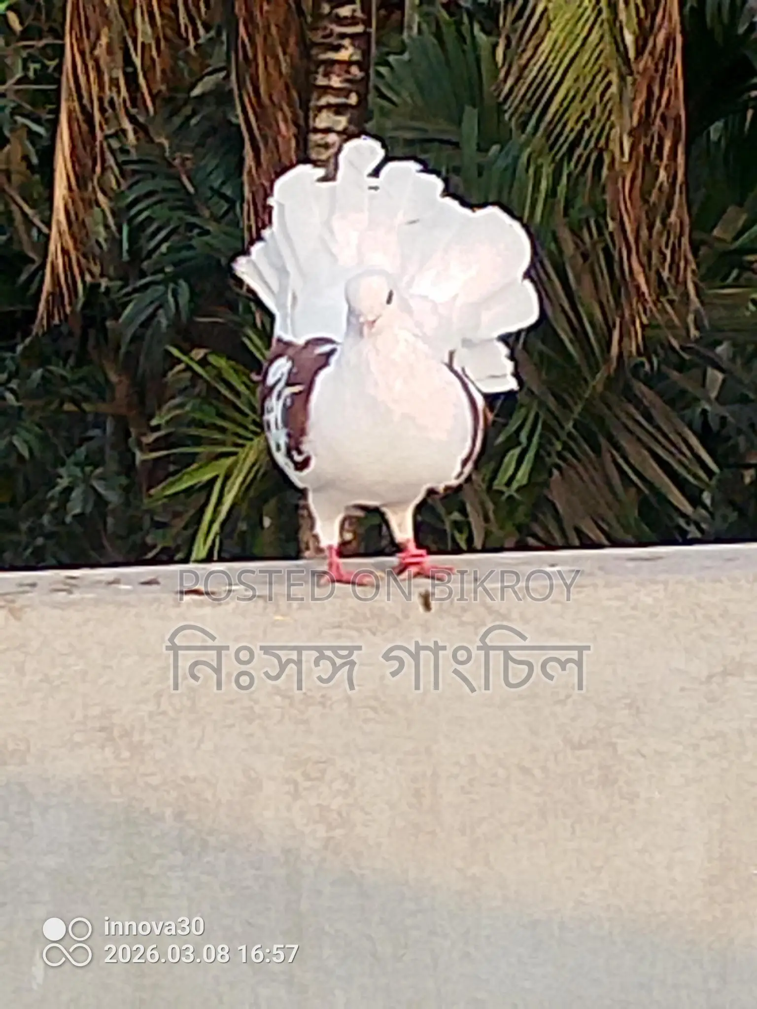 কবুতর বিক্রি