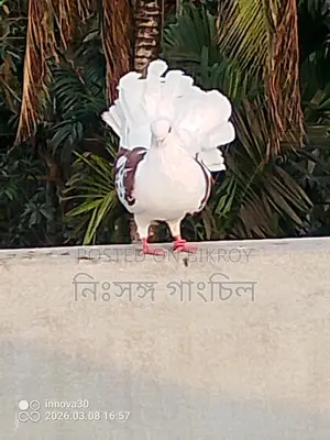 কবুতর বিক্রি