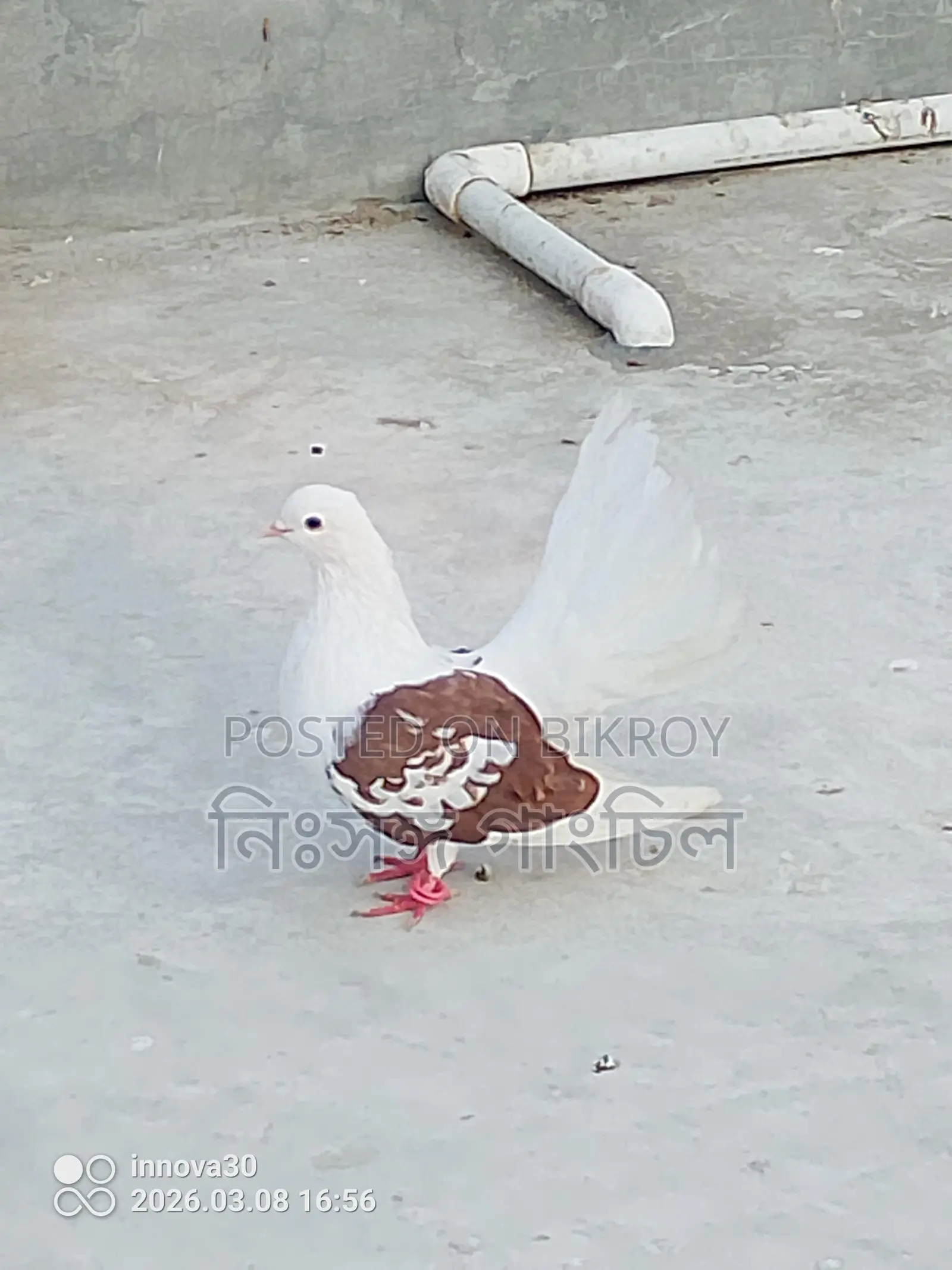কবুতর বিক্রি