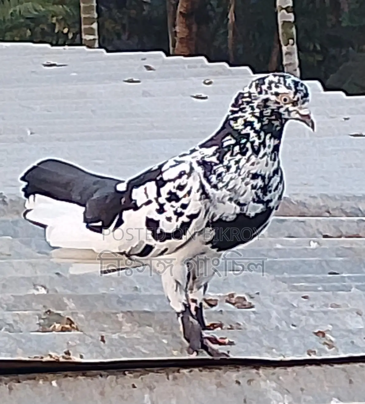 কবুতর বিক্রি