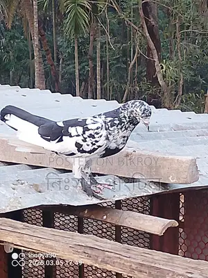 কবুতর বিক্রি