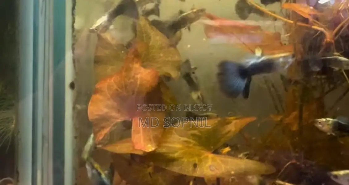 Colourful And Healthy Guppy