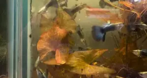 Colourful And Healthy Guppy