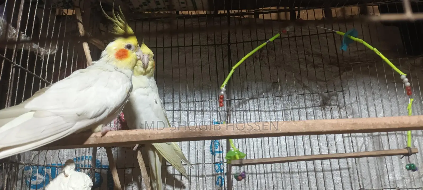 কোকাটাইল পাখি খাচা সহ