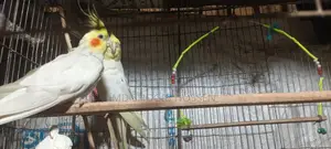 কোকাটাইল পাখি খাচা সহ