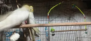 কোকাটাইল পাখি খাচা সহ