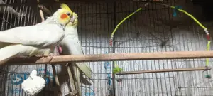 কোকাটাইল পাখি খাচা সহ