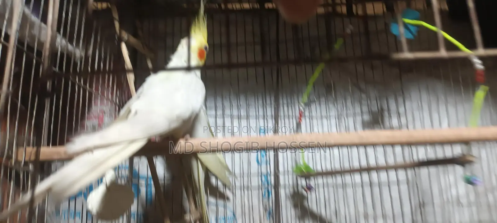 কোকাটাইল পাখি খাচা সহ