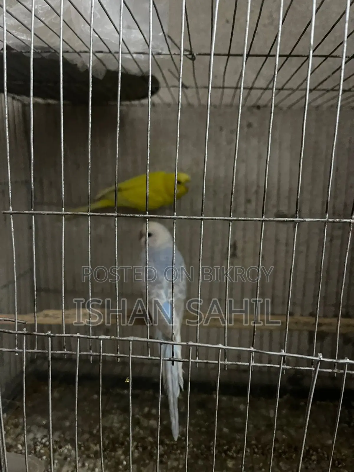 Budgies For Sell