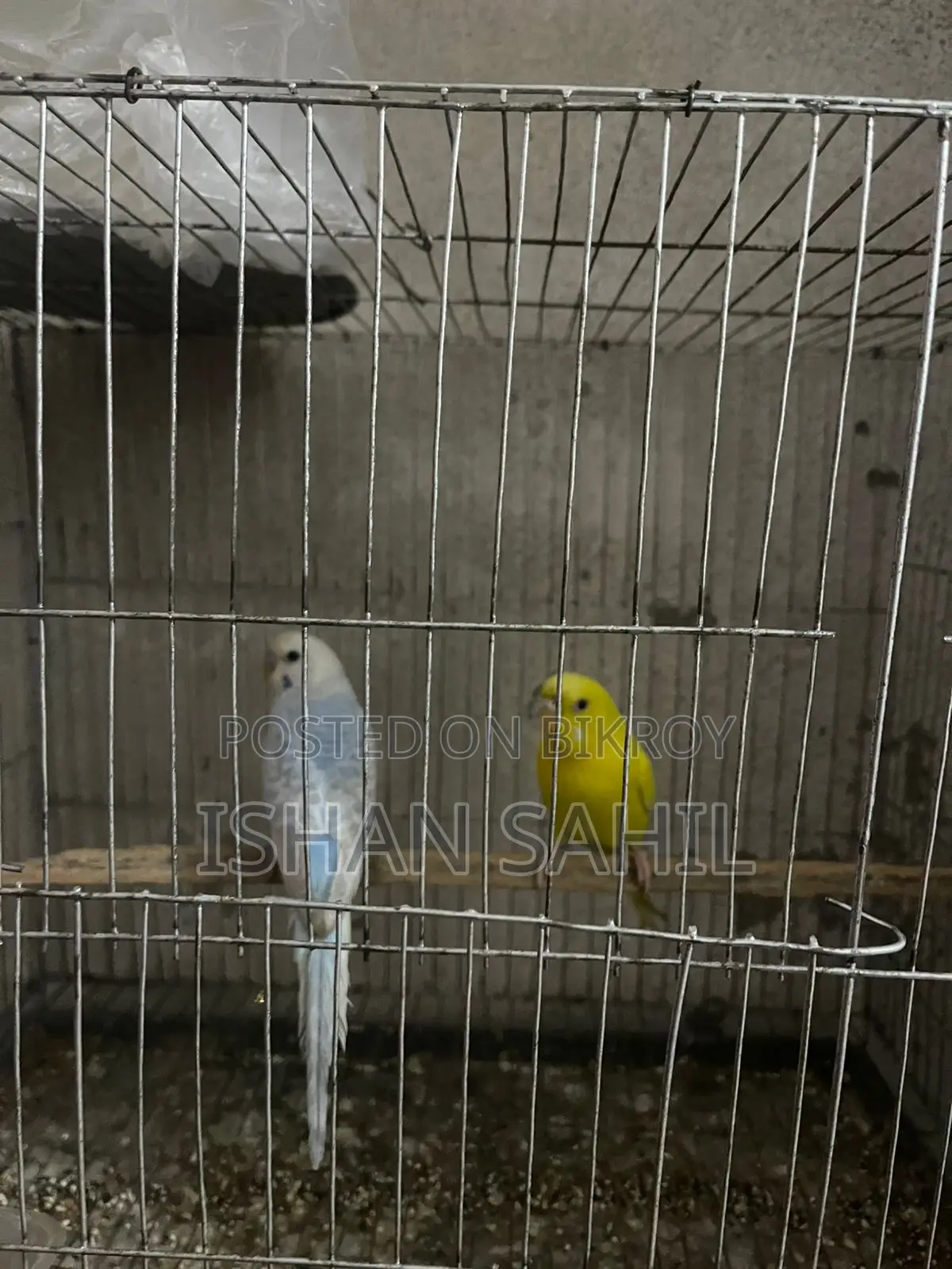 Budgies For Sell
