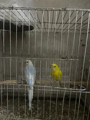 Budgies For Sell