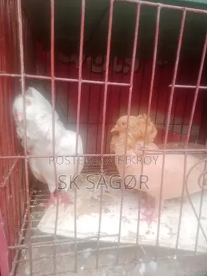 রানিং জেকোবিন কবুতর