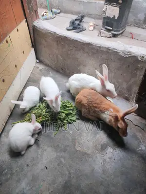 Rabbits for sale