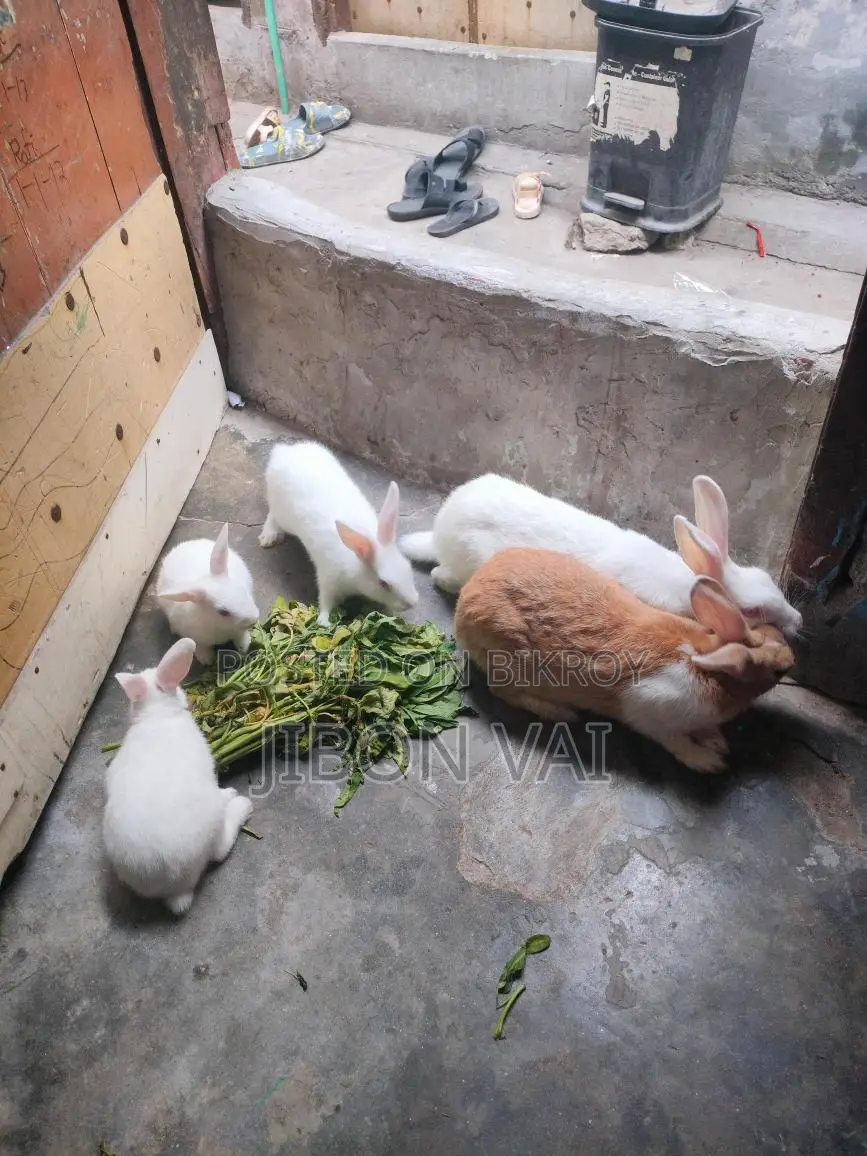 Rabbits for sale