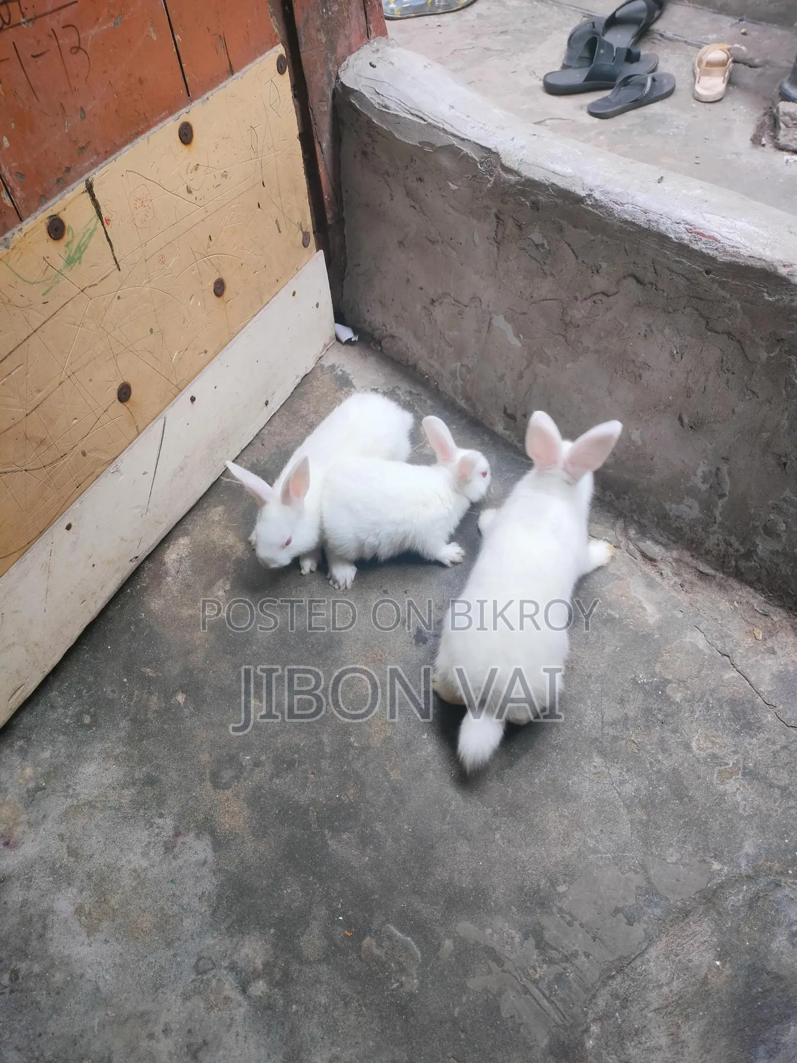 Rabbits for sale