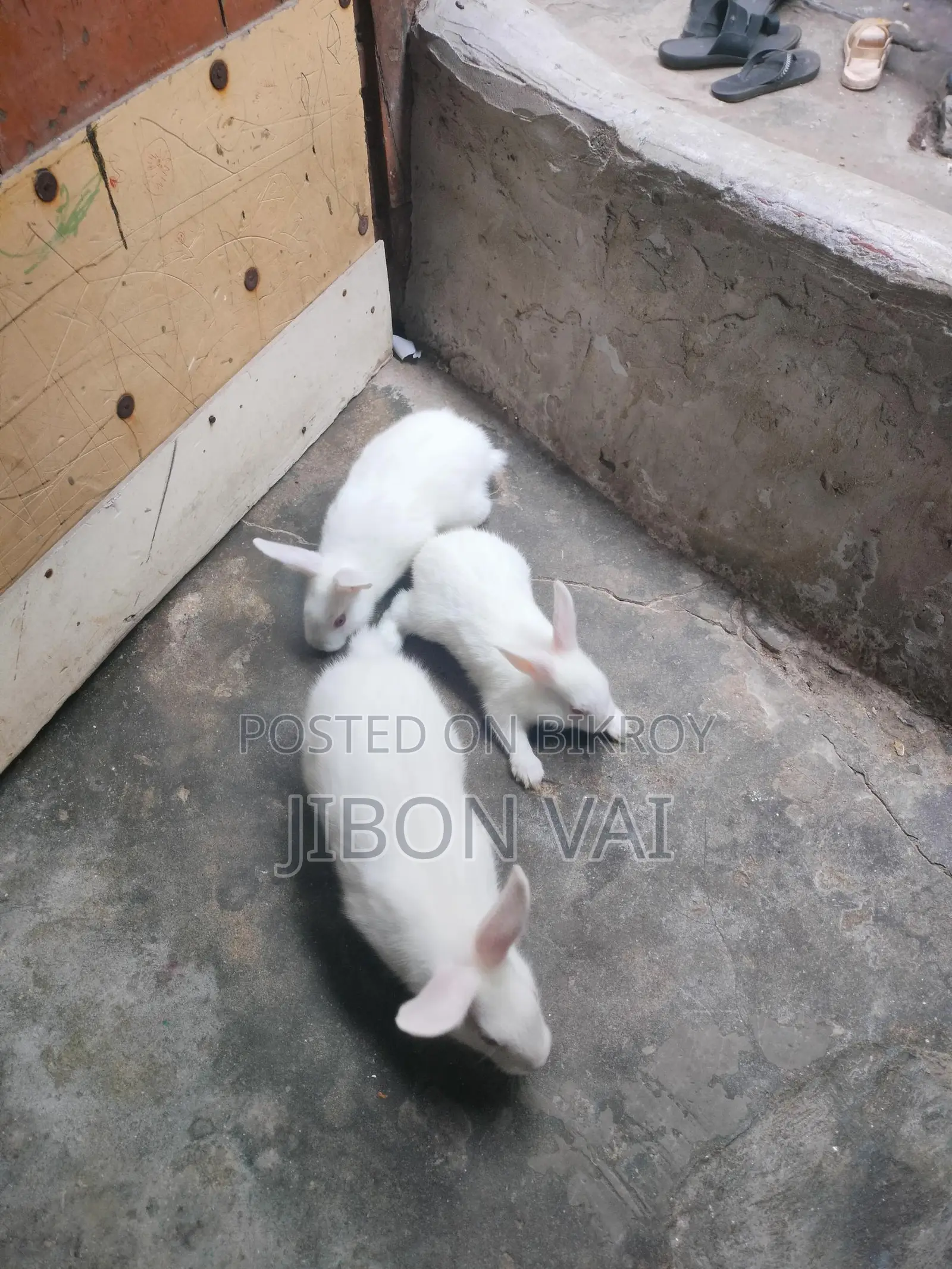 Rabbits for sale