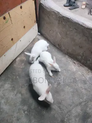 Rabbits for sale