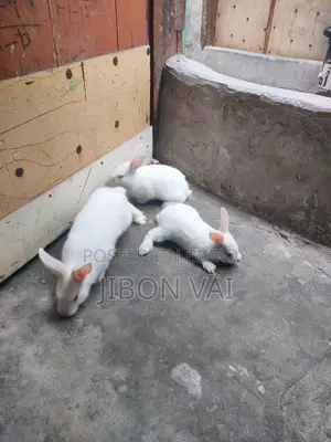 Rabbits for sale