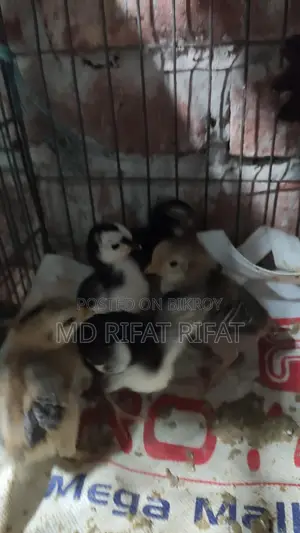 দেশি মুরগির বাচ্চা