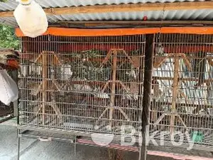 নাট সিস্টেম ধাপড়ি