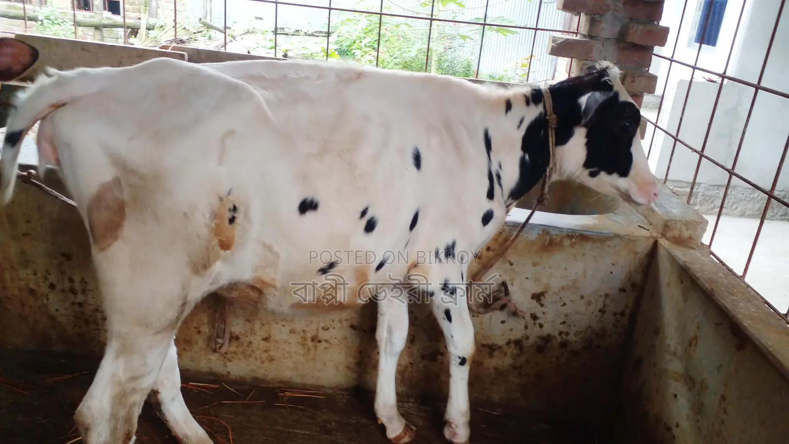 High-Quality Heifer No. 1037