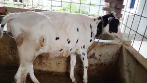 ১০৩৭ নং বকনা বাছুর ভালো জাতের।